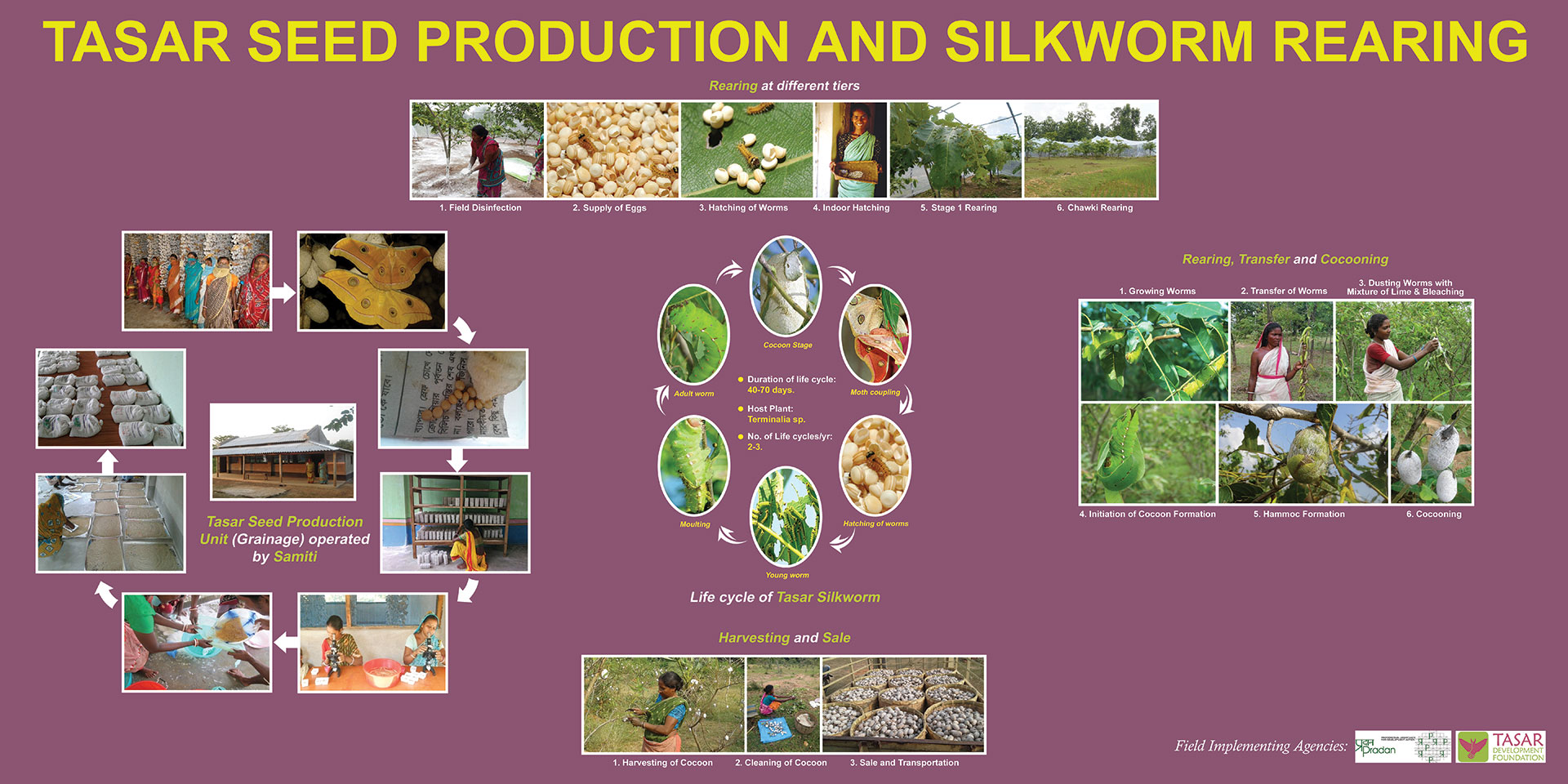 silk production process